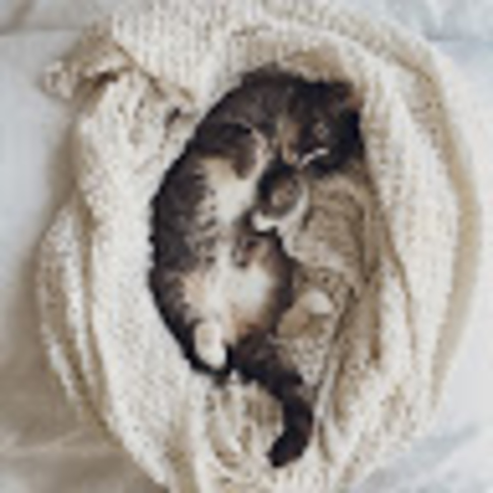 Meet your Posher, Bo